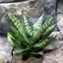 Kép 2/8 - Sansevieria 'Star Ming Green Marble'