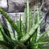 Kép 3/8 - Sansevieria 'Comet Rocky Mountains'