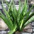 Kép 2/8 - Sansevieria 'Comet Rocky Mountains'