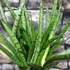 Kép 5/8 - Sansevieria 'Comet Rocky Mountains'