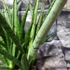Kép 6/8 - Sansevieria 'Comet Rocky Mountains'