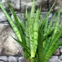 Kép 8/8 - Sansevieria 'Comet Rocky Mountains'