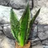 Kép 5/12 - Sansevieria trifasciata 'Whitney Silver Flame'
