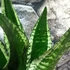 Kép 4/12 - Sansevieria trifasciata 'Whitney Silver Flame'