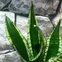 Kép 3/12 - Sansevieria trifasciata 'Whitney Silver Flame'