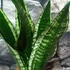 Kép 2/12 - Sansevieria trifasciata 'Whitney Silver Flame'