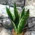 Kép 6/12 - Sansevieria trifasciata 'Whitney Silver Flame'