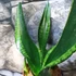 Kép 8/12 - Sansevieria trifasciata 'Whitney Silver Flame'