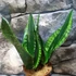 Kép 7/12 - Sansevieria trifasciata 'Whitney Silver Flame'