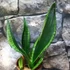 Kép 9/12 - Sansevieria trifasciata 'Whitney Silver Flame'