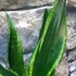 Kép 10/12 - Sansevieria trifasciata 'Whitney Silver Flame'