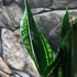 Kép 11/12 - Sansevieria trifasciata 'Whitney Silver Flame'
