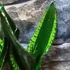 Kép 12/12 - Sansevieria trifasciata 'Whitney Silver Flame'