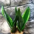 Kép 1/12 - Sansevieria trifasciata 'Whitney Silver Flame'