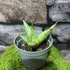 Kép 1/5 - Sansevieria patula