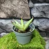 Kép 2/5 - Sansevieria patula