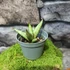 Kép 3/5 - Sansevieria patula