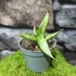 Kép 4/5 - Sansevieria patula
