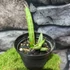 Kép 5/5 - Sansevieria patula