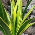 Kép 2/9 - Sansevieria Golden Flame