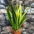 Kép 3/9 - Sansevieria Golden Flame