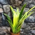 Kép 1/9 - Sansevieria Golden Flame