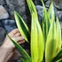 Kép 6/9 - Sansevieria Golden Flame