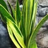 Kép 7/9 - Sansevieria Golden Flame