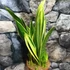 Kép 8/9 - Sansevieria Golden Flame