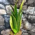 Kép 9/9 - Sansevieria Golden Flame