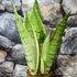 Kép 2/6 - Sansevieria trifasciata White snow