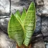 Kép 3/6 - Sansevieria trifasciata White snow
