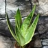 Kép 4/6 - Sansevieria trifasciata White snow