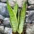Kép 5/6 - Sansevieria trifasciata White snow