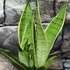 Kép 6/6 - Sansevieria trifasciata White snow