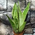 Kép 1/6 - Sansevieria trifasciata White snow