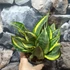Kép 7/19 - Sansevieria 'HI Color'