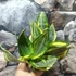 Kép 5/19 - Sansevieria 'HI Color'