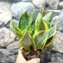 Kép 4/19 - Sansevieria 'HI Color'