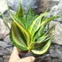 Kép 6/19 - Sansevieria 'HI Color'