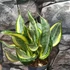 Kép 2/19 - Sansevieria 'HI Color'