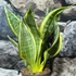 Kép 8/19 - Sansevieria 'HI Color'