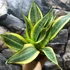 Kép 17/19 - Sansevieria 'HI Color'
