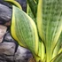 Kép 18/19 - Sansevieria 'HI Color'