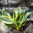 Kép 1/19 - Sansevieria 'HI Color'
