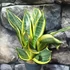 Kép 19/19 - Sansevieria 'HI Color'