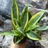 Kép 9/19 - Sansevieria 'HI Color'