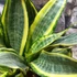Kép 10/19 - Sansevieria 'HI Color'