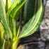 Kép 11/19 - Sansevieria 'HI Color'