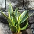 Kép 12/19 - Sansevieria 'HI Color'